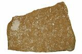 Ordovician Kukersite Oil Shale with Bryozoan Fossils - Russia #369580-1